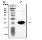 Growth Hormone Antibody in Western Blot (WB)