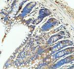 GIP Antibody in Immunohistochemistry (Paraffin) (IHC (P))