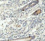 GIP Polyclonal Antibody