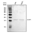 GIP Antibody in Western Blot (WB)
