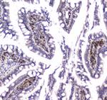 GLO1 Antibody in Immunohistochemistry (Paraffin) (IHC (P))