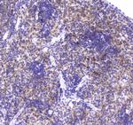 GLO1 Antibody in Immunohistochemistry (Paraffin) (IHC (P))