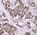 GLO1 Antibody in Immunohistochemistry (Paraffin) (IHC (P))