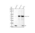 GLO1 Antibody in Western Blot (WB)