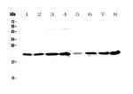 GLO1 Antibody in Western Blot (WB)