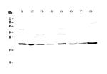 GLO1 Antibody in Western Blot (WB)