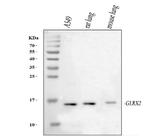 Glutaredoxin 2 Antibody in Western Blot (WB)