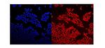 GNAQ Polyclonal Antibody