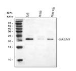 GREM1 Polyclonal Antibody