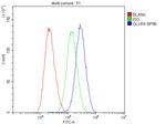 GluR4 Antibody in Flow Cytometry (Flow)