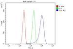 Gelsolin Antibody in Flow Cytometry (Flow)