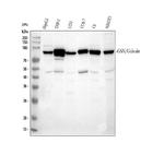 Gelsolin Antibody in Western Blot (WB)