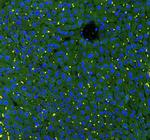 GSTA1/A2/A3/A4/A5 Polyclonal Antibody