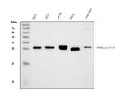 GSTA1/A2/A3/A4/A5 Antibody in Western Blot (WB)