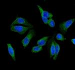 GSTM1 Antibody in Immunocytochemistry (ICC/IF)