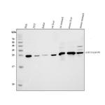 GSTP1 Antibody in Western Blot (WB)
