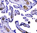 Hemoglobin alpha Antibody in Immunohistochemistry (Paraffin) (IHC (P))