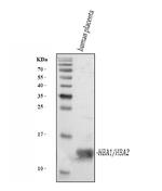 Hemoglobin alpha Antibody in Western Blot (WB)