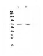 HDAC10 Polyclonal Antibody