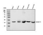HDAC11 Antibody in Western Blot (WB)