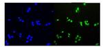 HDGF Polyclonal Antibody