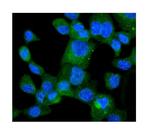 HINT1 Polyclonal Antibody