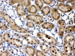 HINT1 Antibody in Immunohistochemistry (Paraffin) (IHC (P))