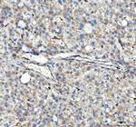 HLA-DPB1 Antibody in Immunohistochemistry (Paraffin) (IHC (P))