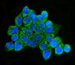 HLA-DQB1 Antibody in Immunocytochemistry (ICC/IF)