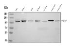 HLTF Antibody in Western Blot (WB)