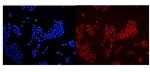HMGB1 Polyclonal Antibody