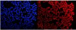 HMG4 Polyclonal Antibody