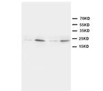 HMGB4 Polyclonal Antibody