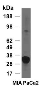 HO-1 Antibody in Western Blot (WB)