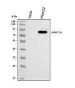 HNF1A Antibody in Western Blot (WB)