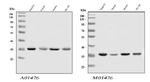 hnRNP A1 Antibody in Western Blot (WB)