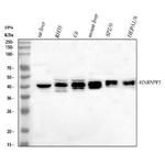 hnRNP F Antibody in Western Blot (WB)