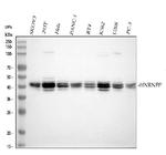 hnRNP F Antibody in Western Blot (WB)