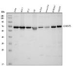 hnRNP L Antibody in Western Blot (WB)