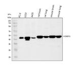HOMER3 Antibody in Western Blot (WB)