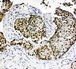HOXA4 Antibody in Immunohistochemistry (Paraffin) (IHC (P))