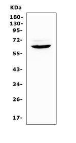 HPa1 Polyclonal Antibody