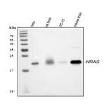 H-Ras Polyclonal Antibody