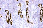 HSD11B2 Antibody in Immunohistochemistry (Frozen) (IHC (F))