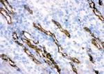 HSD11B2 Antibody in Immunohistochemistry (Frozen) (IHC (F))