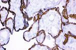 HSD11B2 Antibody in Immunohistochemistry (Frozen) (IHC (F))