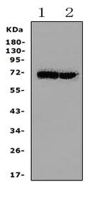HSPA2 Antibody in Western Blot (WB)