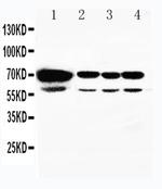 HSPA2 Antibody in Western Blot (WB)
