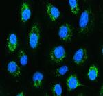 HSPA9 Antibody in Immunocytochemistry (ICC/IF)