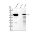 HSPA9 Antibody in Western Blot (WB)